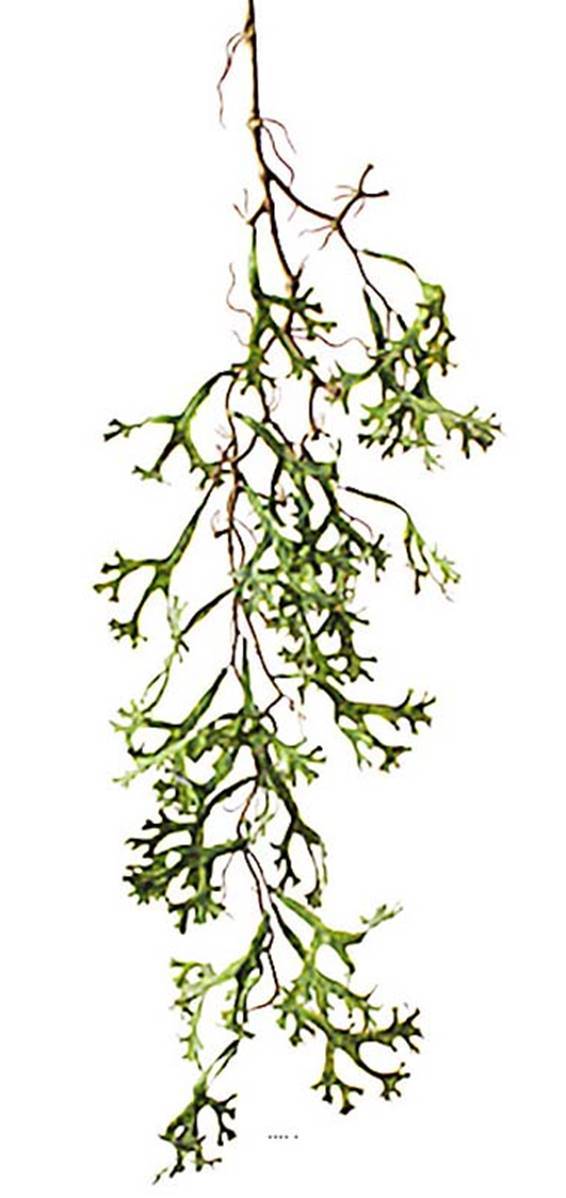 Artificielles - Chute de platycerium artificiel L 100 cm vert - Image 1