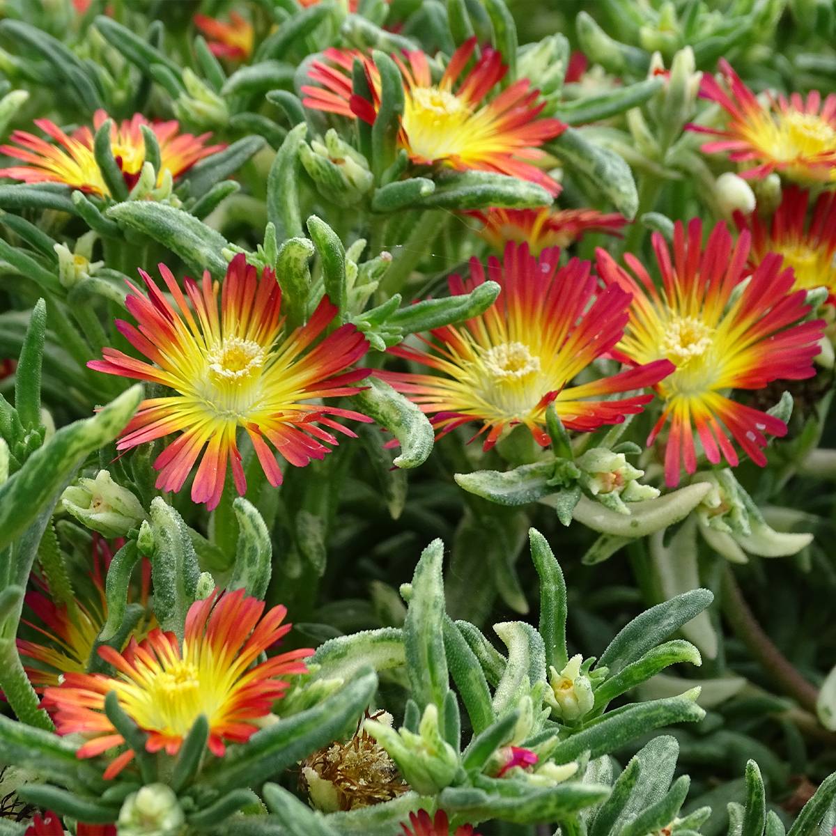 Delosperma Wheels of Wonder Fire Godet de 7/8 cm