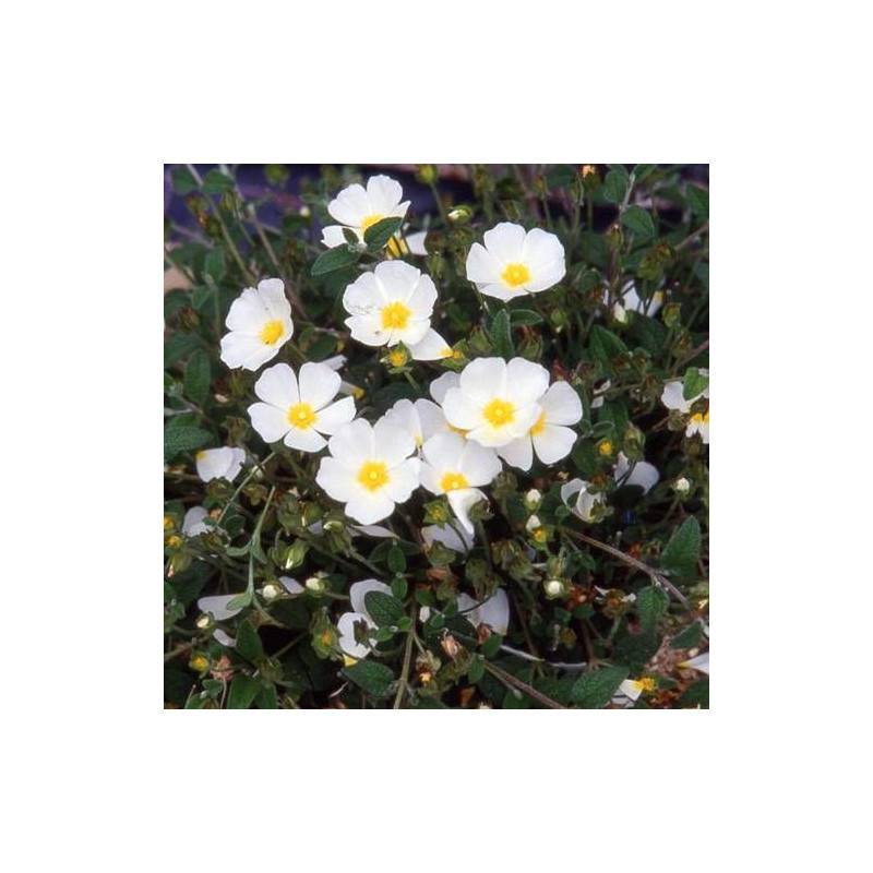Ciste compact, Cistus à fleurs Blanche - feuillage Persistant - Lot de 3 godets-  hauteur à maturité De 0,50 m à 1,00 m