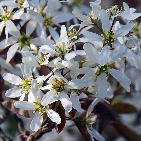 Amelanchier canadensis - Amélanchier du Canada Pot de 2L/3L - Image 1