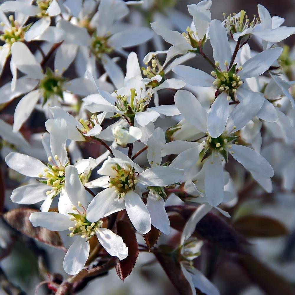 Amelanchier canadensis - Amélanchier du Canada Pot de 2L/3L - Image 1