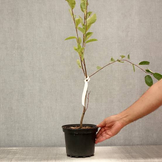Amelanchier canadensis - Amélanchier du Canada Pot de 2L/3L - Image 2
