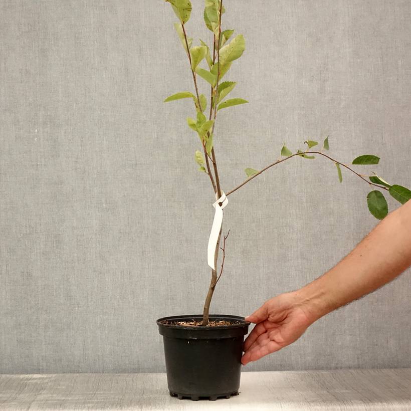 Amelanchier canadensis - Amélanchier du Canada Pot de 2L/3L - Image 2