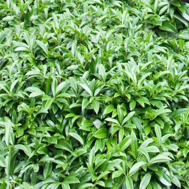Laurier-Cerise - Prunus laurocerasus Mount Vernon Pot de 2L/3L - Image 1