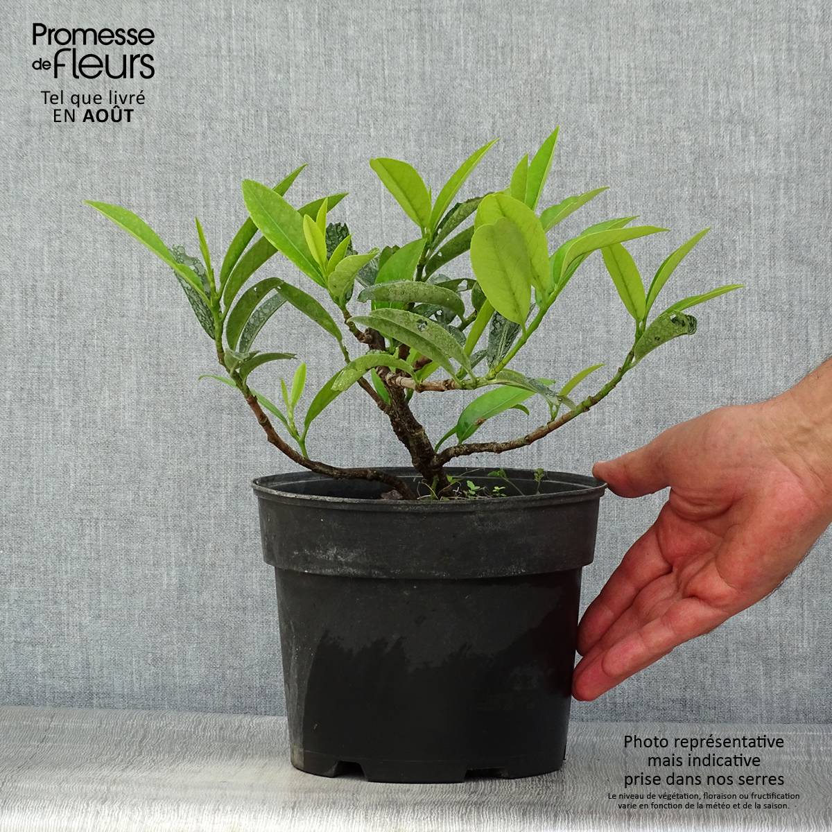 Laurier-Cerise - Prunus laurocerasus Mount Vernon Pot de 2L/3L - Image 2