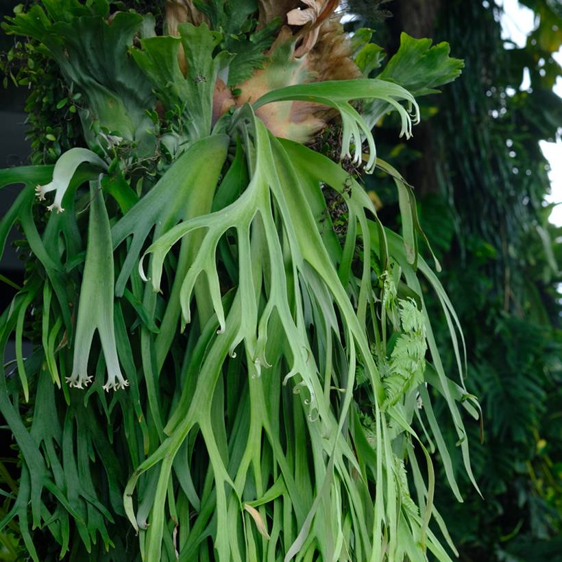 Promesse de Fleurs - Platycerium bifurcatum - Corne d'élan Mini-plante
