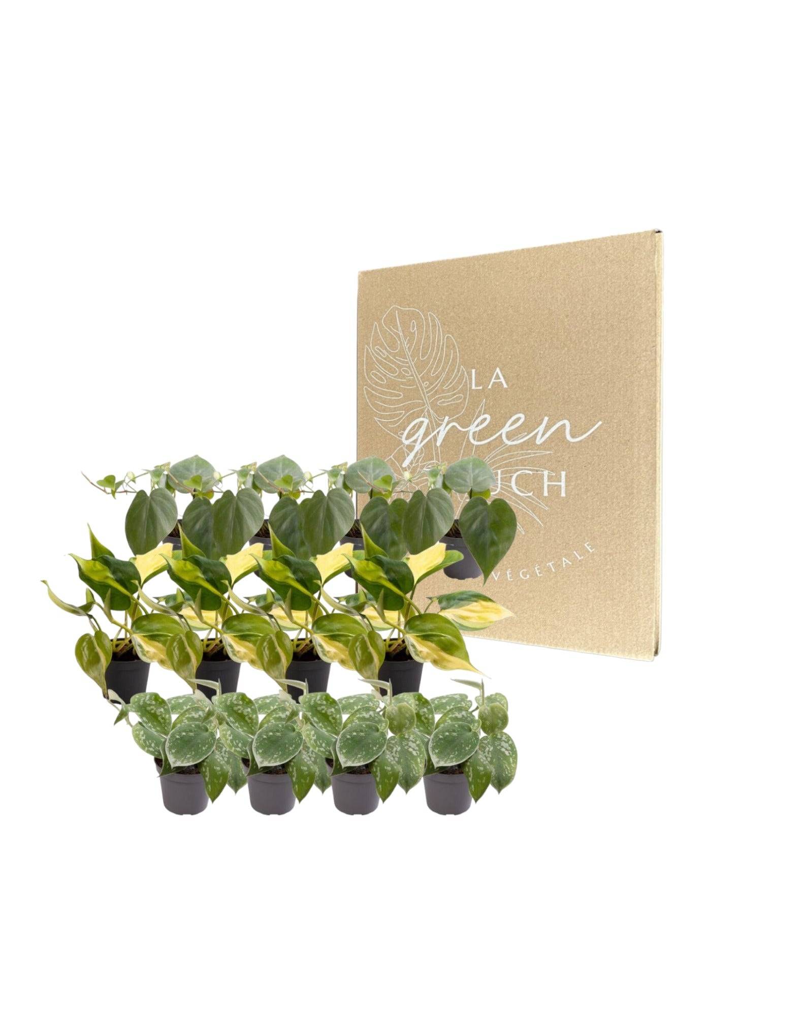 Coffret Philodendron Scandens - Lot de 12 plantes 12cm - Plante d'intérieur- La Green Touch - Image 2