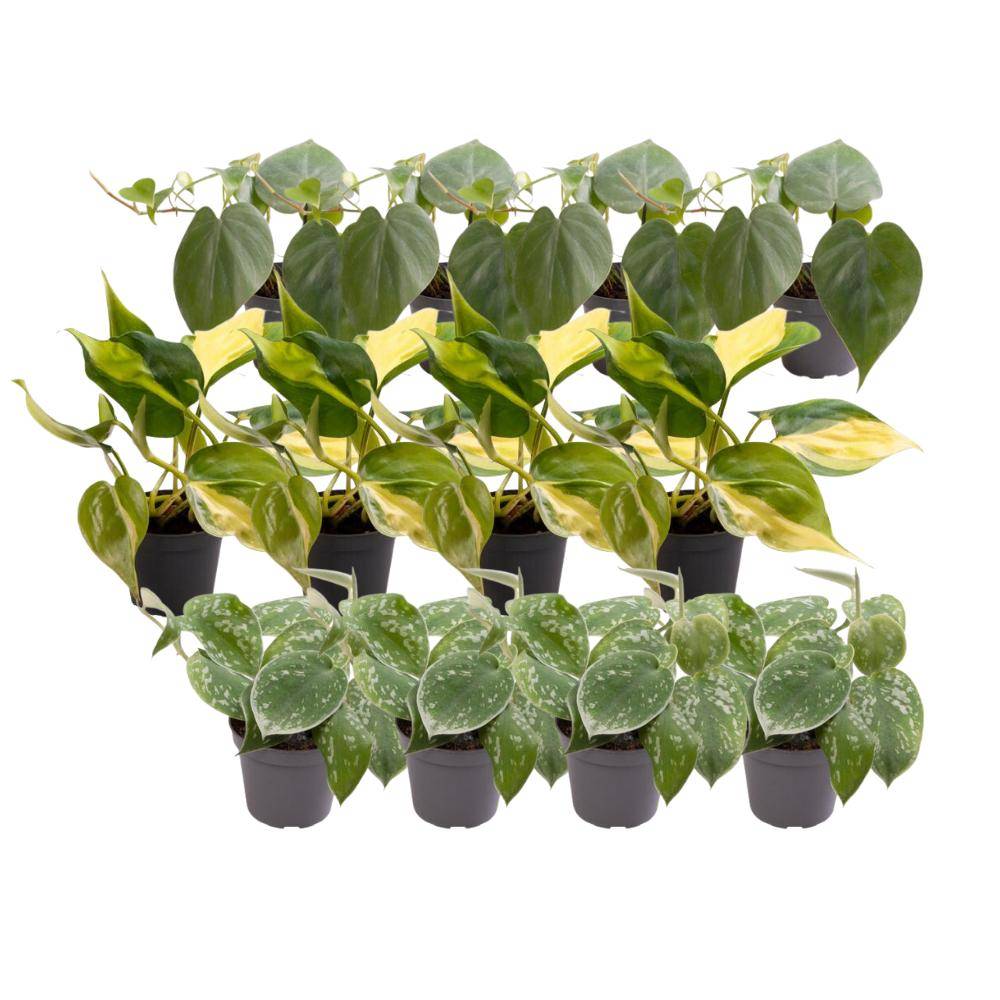 Coffret Philodendron Scandens - Lot de 12 plantes 12cm - Plante d'intérieur- La Green Touch - Image 3