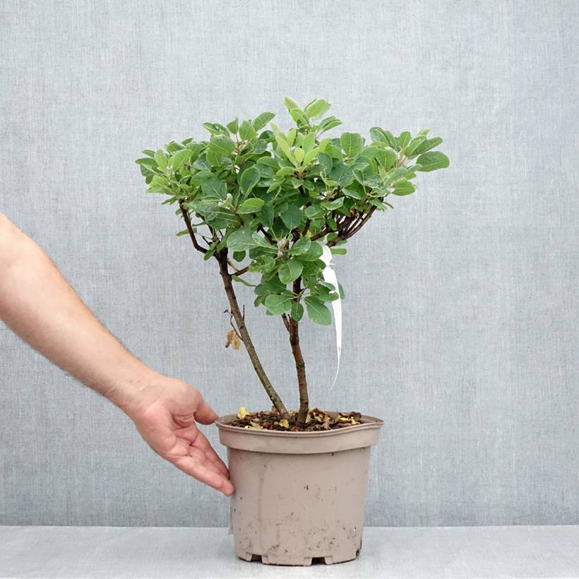 Promesse de Fleurs - Cotinus Smokey Joe - Arbre à perruque Pot de 3L/4L - Image 2