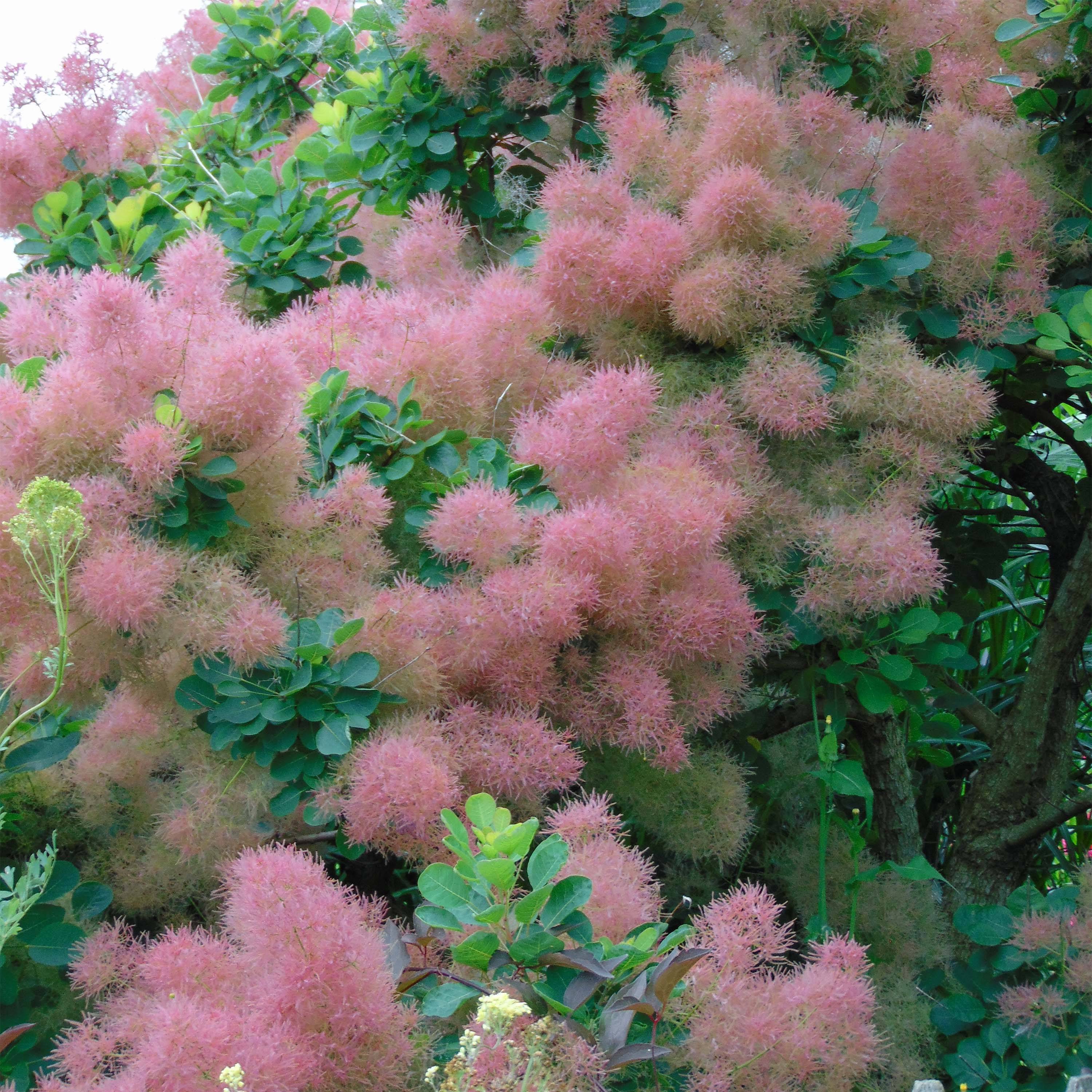 Promesse de Fleurs - Cotinus Smokey Joe - Arbre à perruque Pot de 3L/4L