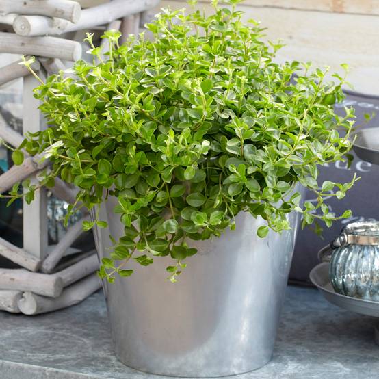 Gardenersdream - Peperomia Rotundifolia | Petite Plante D'Intérieur | De 10 À 15 Cm (Pot Inclus) - GardenersDream - Image 1