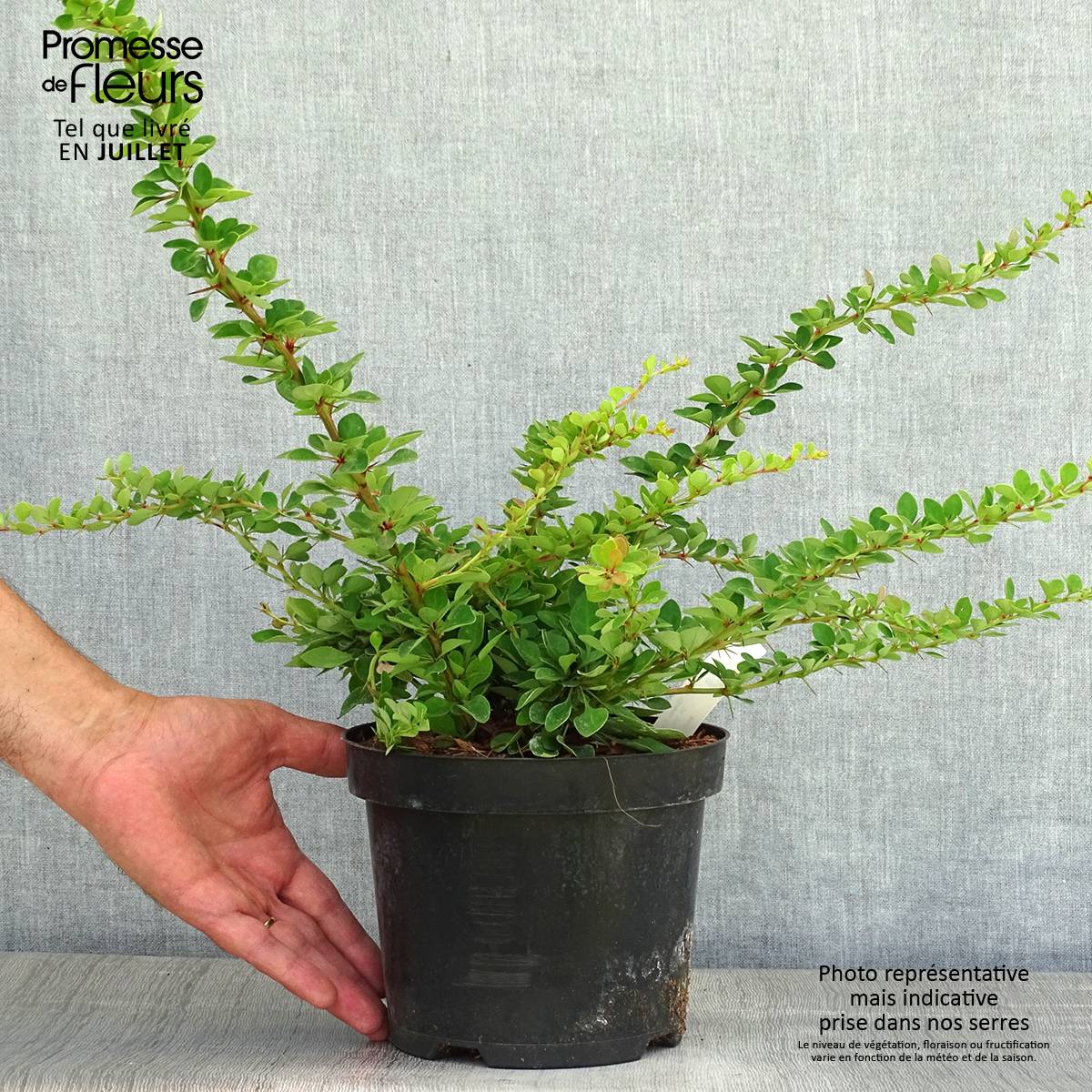 Berberis thunbergii Green Carpet - Epine-vinette Pot de 3L/4L - Image 2