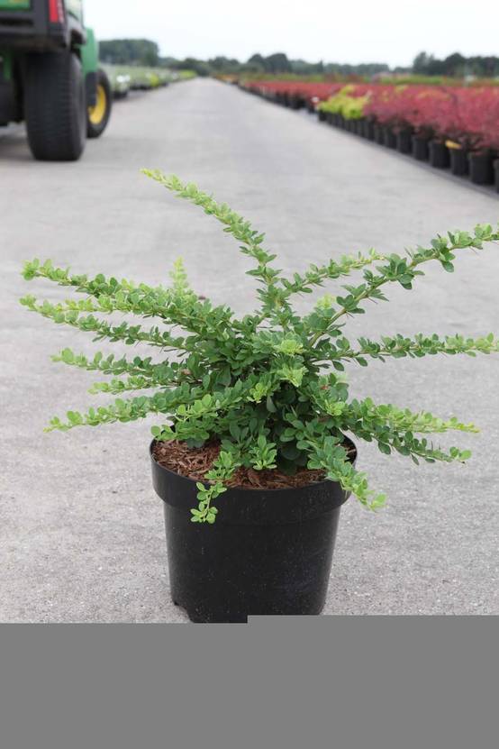 Berberis thunbergii Green Carpet - Epine-vinette Pot de 3L/4L - Image 1