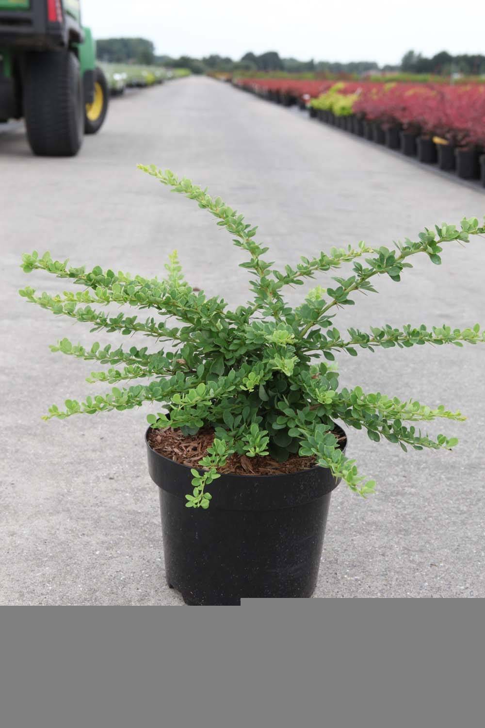 Berberis thunbergii Green Carpet - Epine-vinette Pot de 3L/4L - Image 1