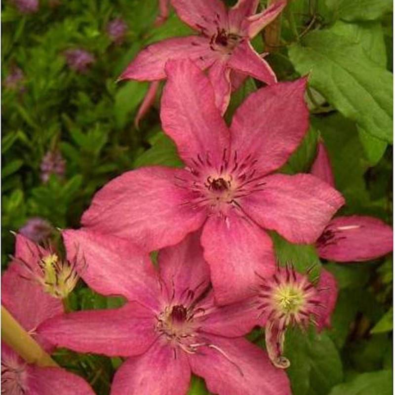 Clématite Barbara à fleurs Rose - feuillage Caduc - Pot de 3L - Echelle bambou 60/120 cm-  hauteur à maturité De 2,00 m à 2,50 m - Image 6