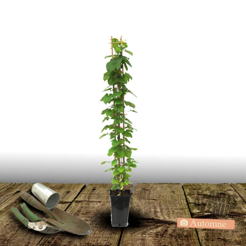 Clématite Barbara à fleurs Rose - feuillage Caduc - Pot de 3L - Echelle bambou 60/120 cm-  hauteur à maturité De 2,00 m à 2,50 m - Image 2