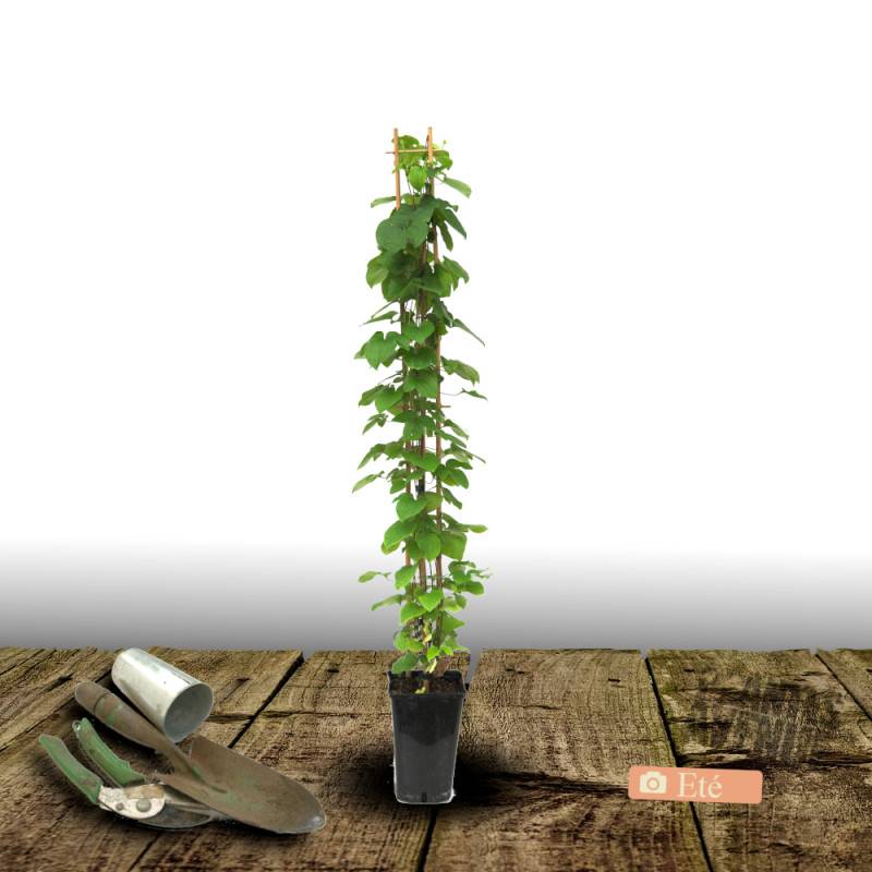 Clématite Barbara à fleurs Rose - feuillage Caduc - Pot de 3L - Echelle bambou 60/120 cm-  hauteur à maturité De 2,00 m à 2,50 m - Image 3