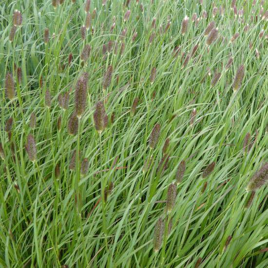 Pennisetum massaicum Red Button - Herbe aux écouvillons rouges Godet de 8/9 cm