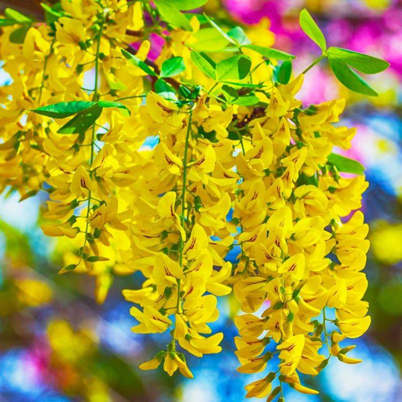 Cytise commun (Laburnum anagyroides) - Godet - Taille 20/40cm - Pépinières Naudet - Image 1