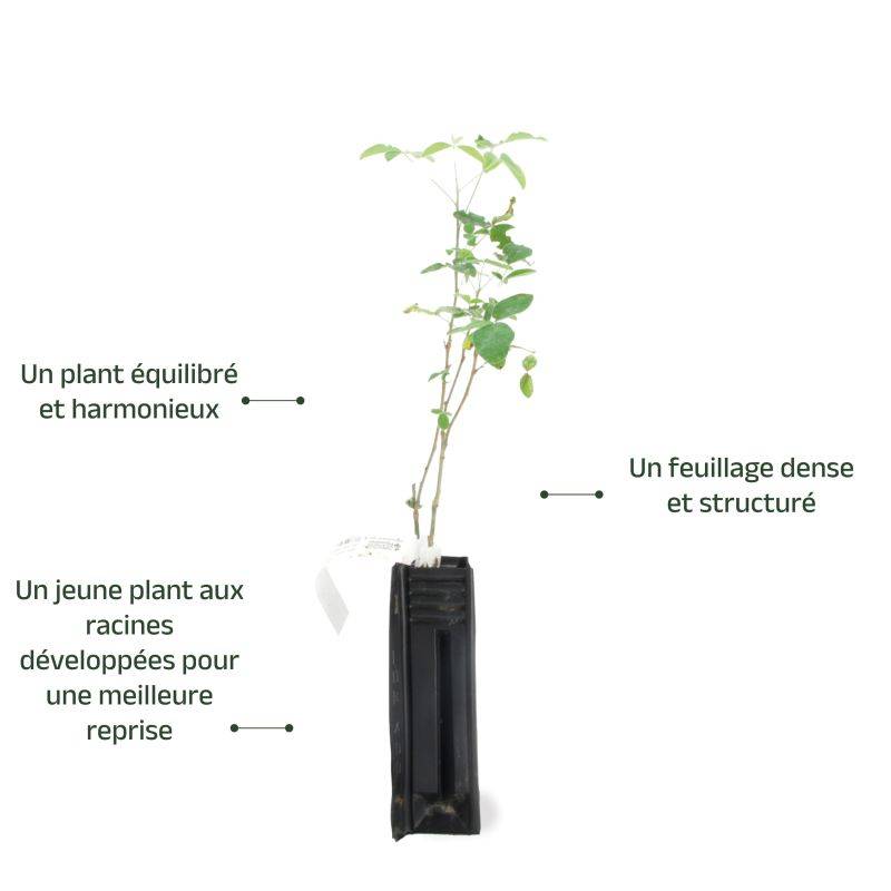 Cytise commun (Laburnum anagyroides) - Godet - Taille 20/40cm - Pépinières Naudet - Image 3