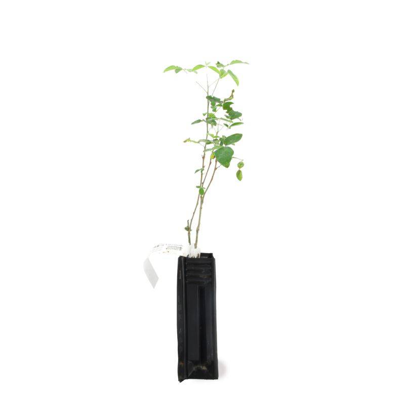 Cytise commun (Laburnum anagyroides) - Godet - Taille 20/40cm - Pépinières Naudet - Image 2