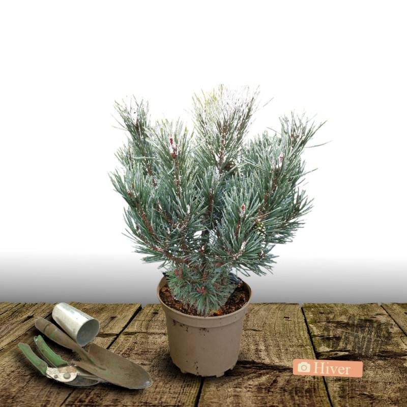 Pin sylvestre nain Chantry Blue, Pinus - Pot de 5L - 40/60 cm - Image 4