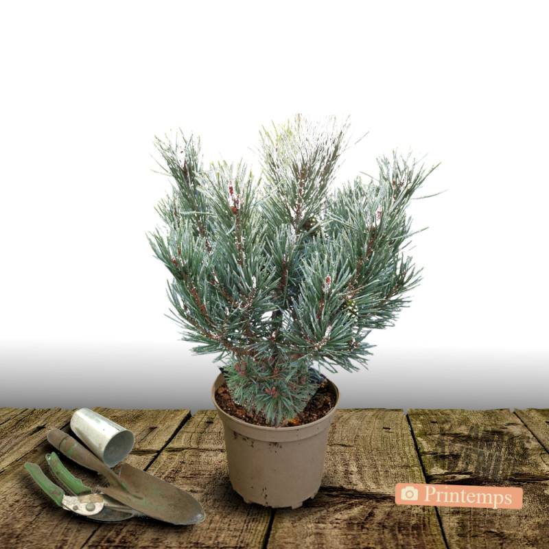 Pin sylvestre nain Chantry Blue, Pinus - Pot de 5L - 40/60 cm - Image 5