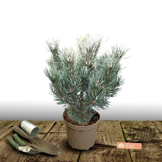 Pin sylvestre nain Chantry Blue, Pinus - Pot de 5L - 40/60 cm - Image 3