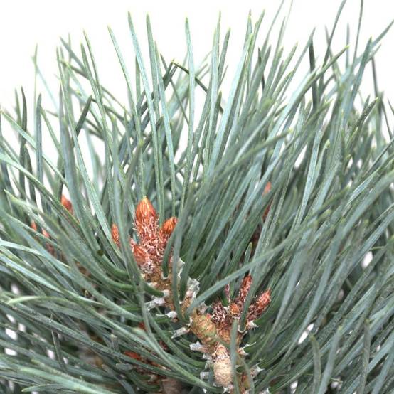 Pin sylvestre nain Chantry Blue, Pinus - Pot de 5L - 40/60 cm - Image 1
