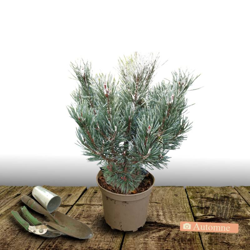 Pin sylvestre nain Chantry Blue, Pinus - Pot de 5L - 40/60 cm - Image 2