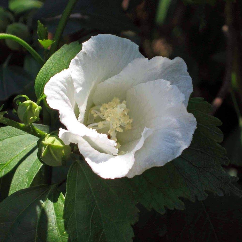 Promesse de Fleurs - Hibiscus syriacus Diana - Althéa blanc Pot de 3L/4L - Image 1