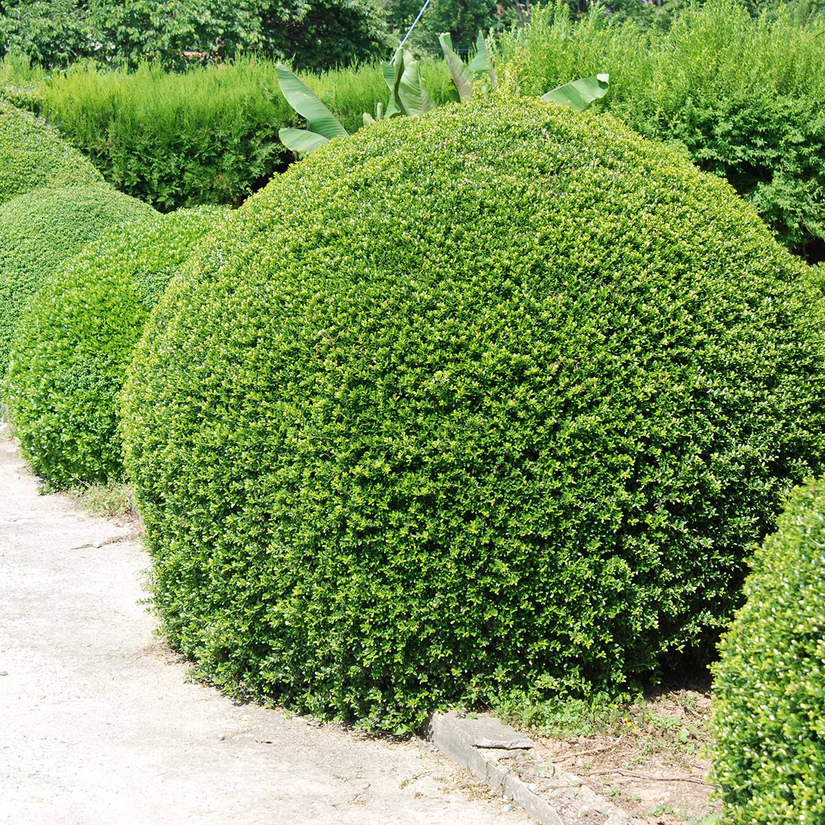 Houx crénelé - Ilex crenata Dark Green Pot de 2L/3L, Buisson, Touffe - Image 1