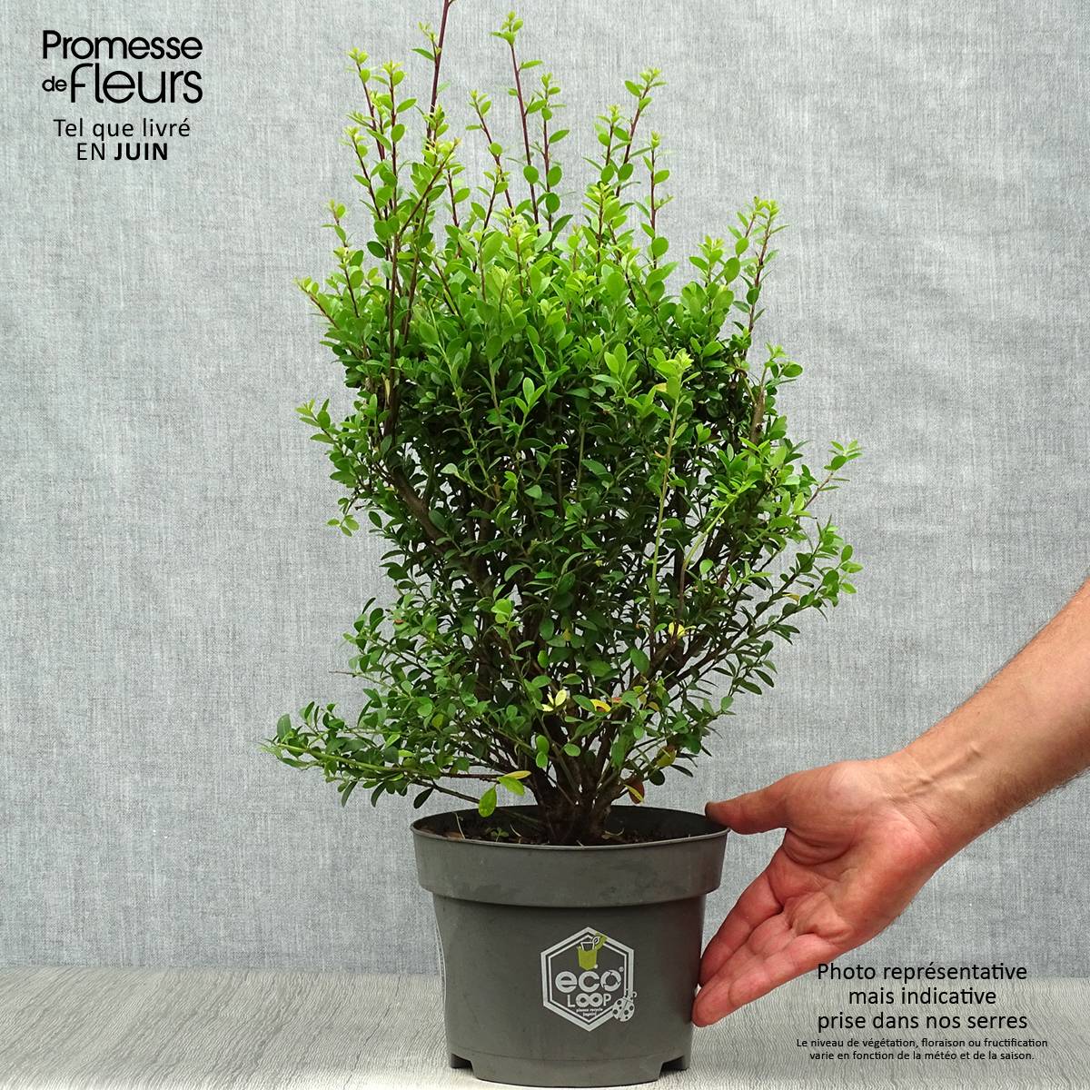 Houx crénelé - Ilex crenata Dark Green Pot de 2L/3L, Buisson, Touffe - Image 2