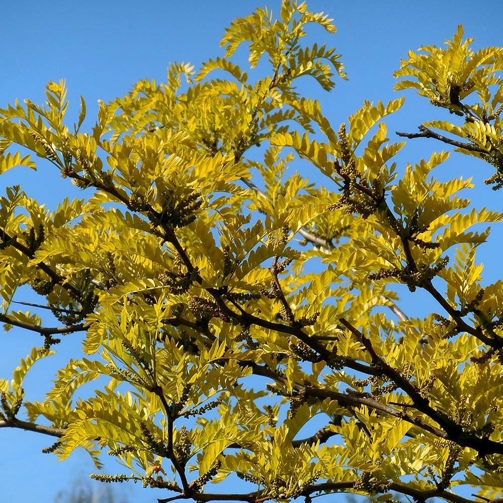 Gleditsia triacanthos Shademaster - Févier d'Amérique Pot de 7,5L/10L