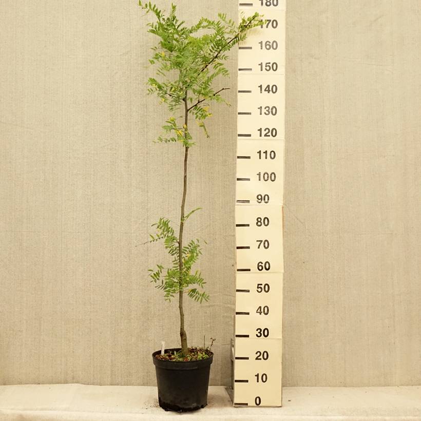 Gleditsia triacanthos Shademaster - Févier d'Amérique Pot de 7,5L/10L - Image 2