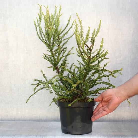 Sequoia sempervirens Adpressa - Séquoia nain Pot de 3L/4L - Image 2
