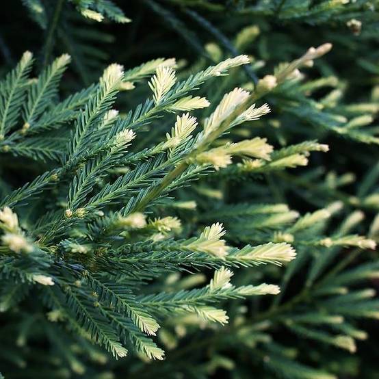 Sequoia sempervirens Adpressa - Séquoia nain Pot de 3L/4L - Image 1