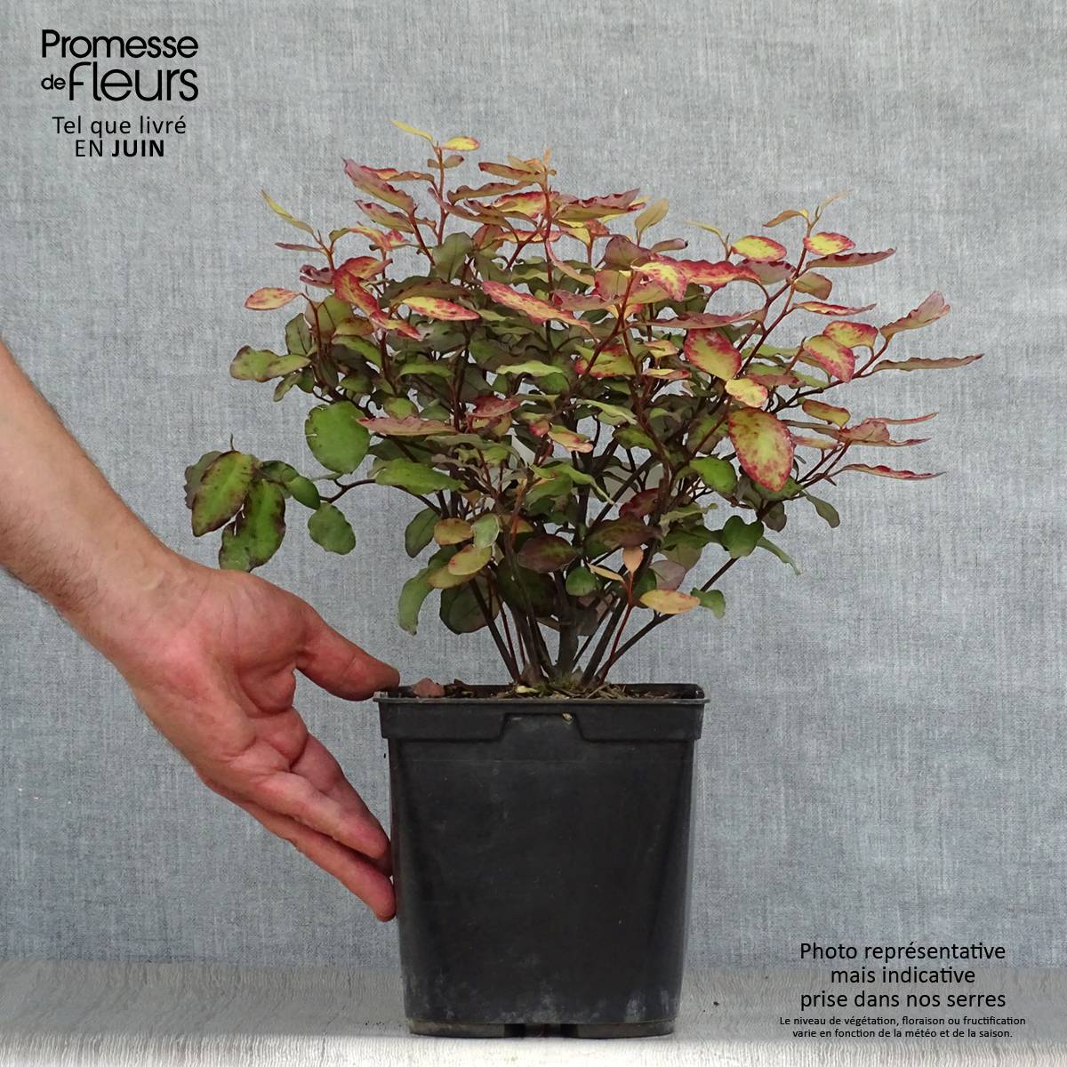 Promesse de Fleurs - Pseudowintera colorata Red Leopard Pot de 2L/3L - Image 2