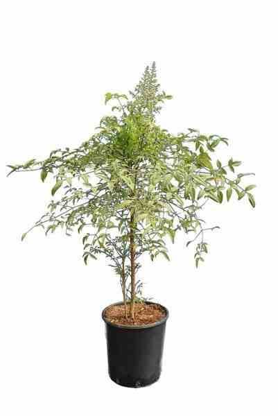 Sans Marque - Kennedia rubicunda (Pois corail rouge) Taille:Pot de 2 litres - 80/100 cm - Couleur floraison:rouge - Image 3