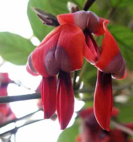 Sans Marque - Kennedia rubicunda (Pois corail rouge) Taille:Pot de 2 litres - 80/100 cm - Couleur floraison:rouge - Image 1