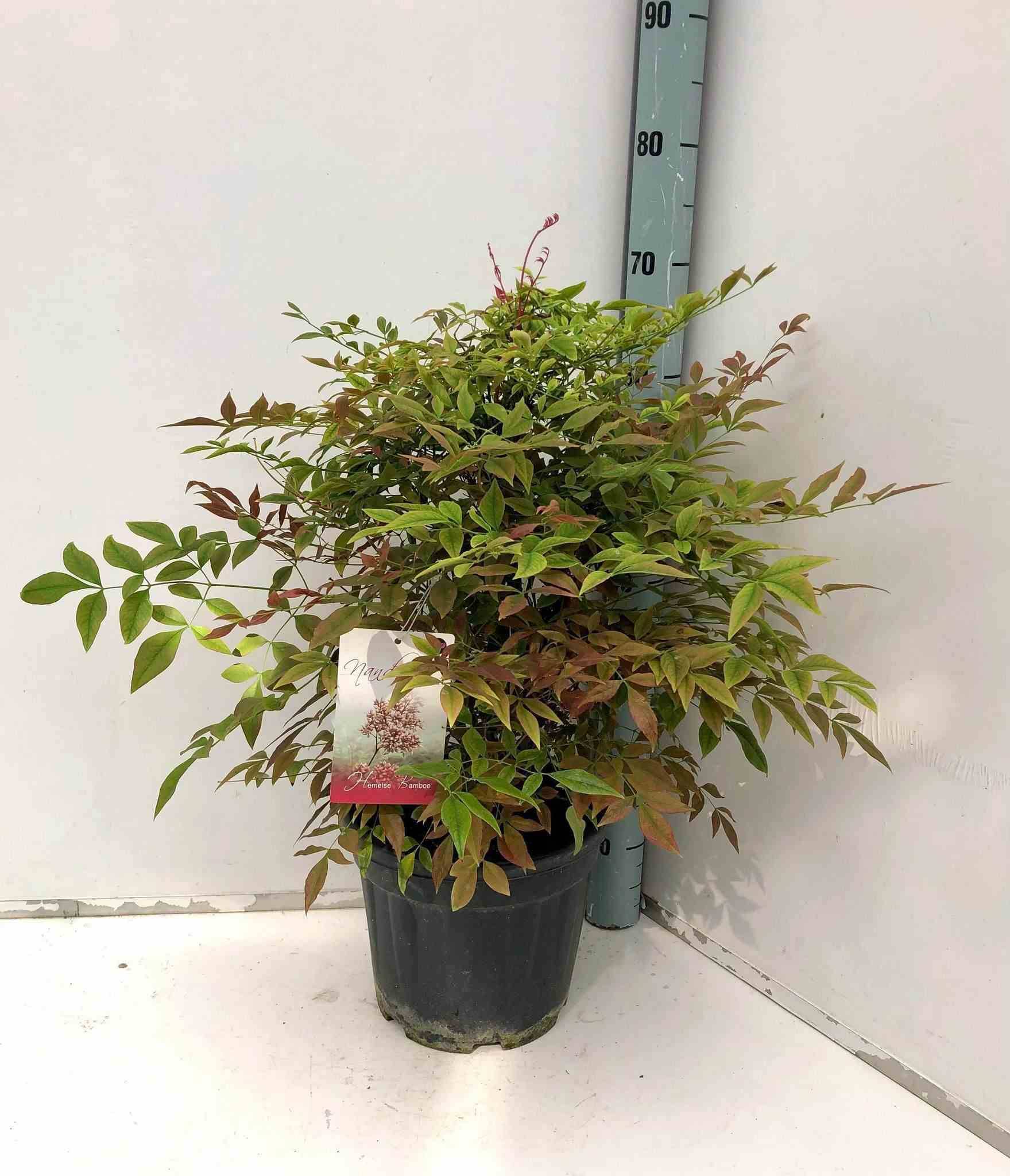 Sans Marque - Kennedia rubicunda (Pois corail rouge) Taille:Pot de 2 litres - 80/100 cm - Couleur floraison:rouge - Image 2