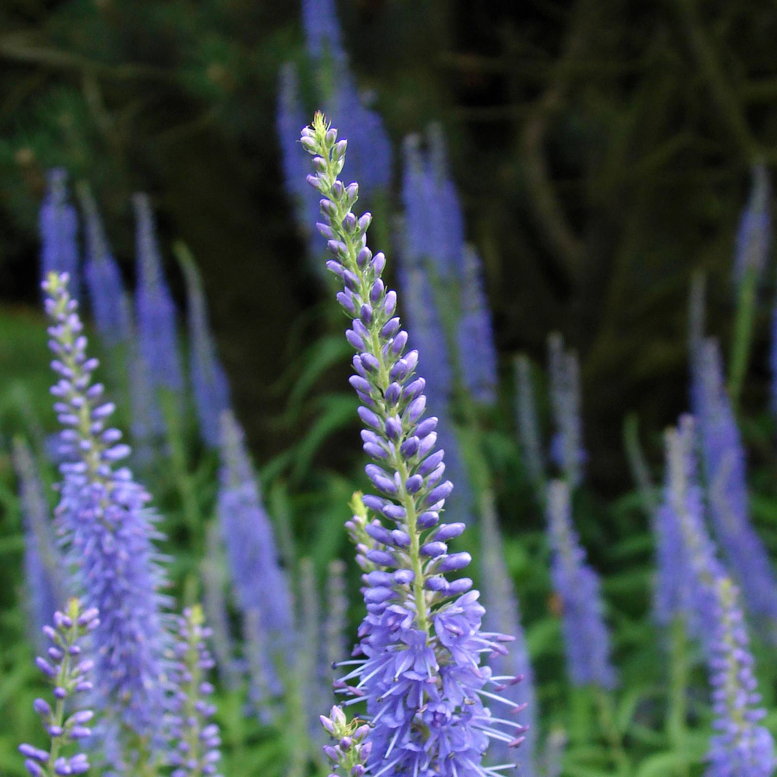 Veronica longifolia Marietta - Véronique à grandes feuilles Godet de 8/9 cm