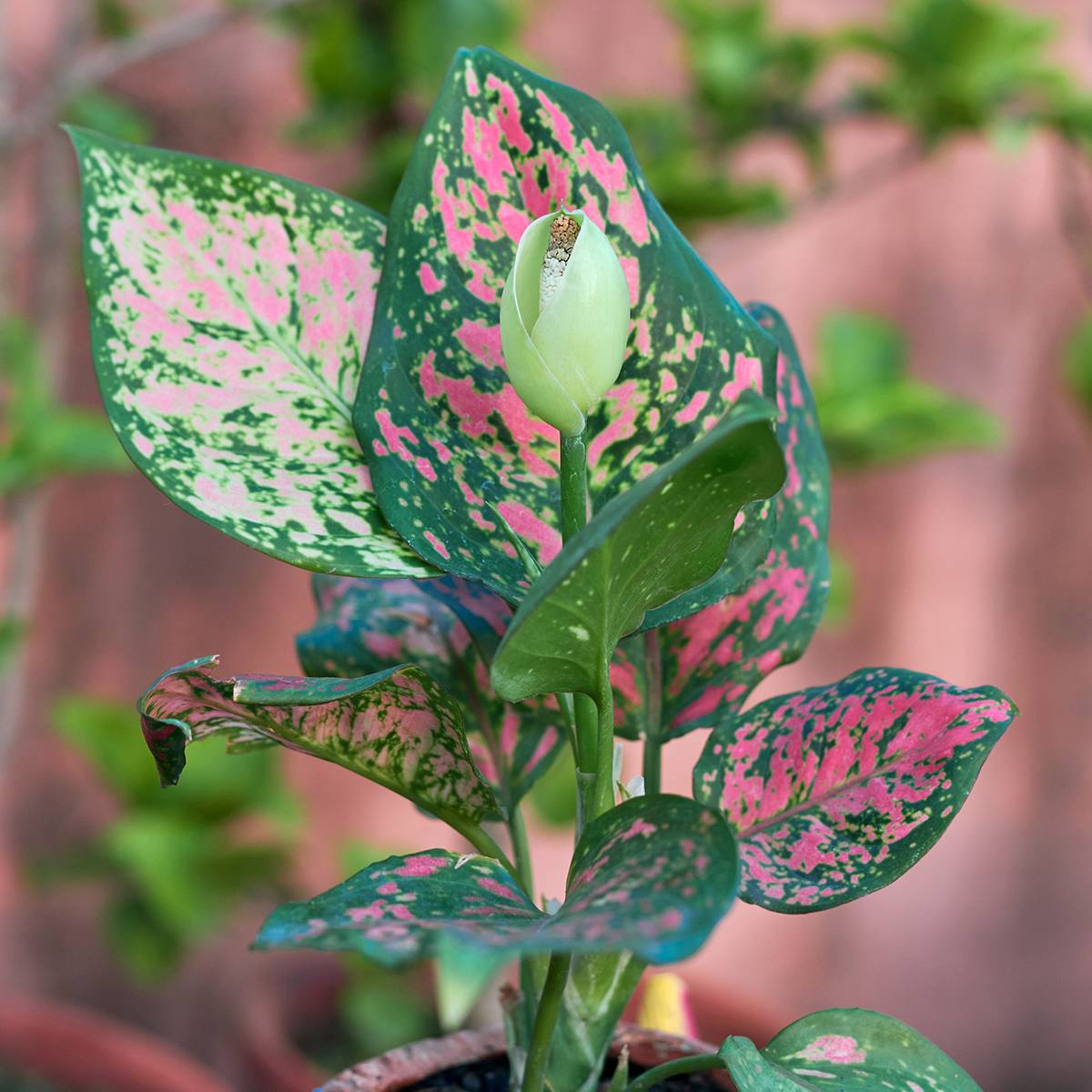 Aglaonema Beauty Mini-plante
