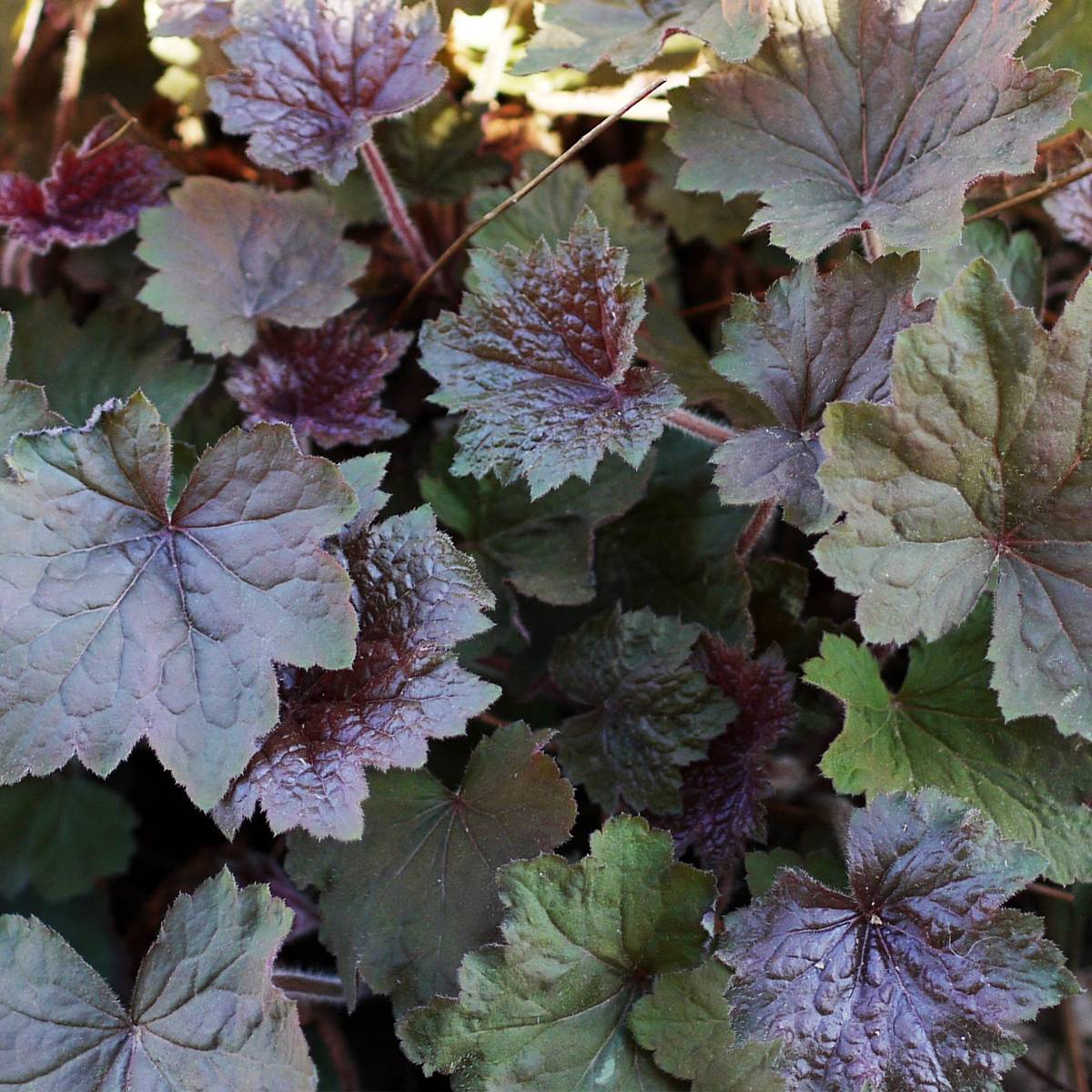 Promesse de Fleurs - Heuchère - Heuchera Brownies Godet de 8/9 cm