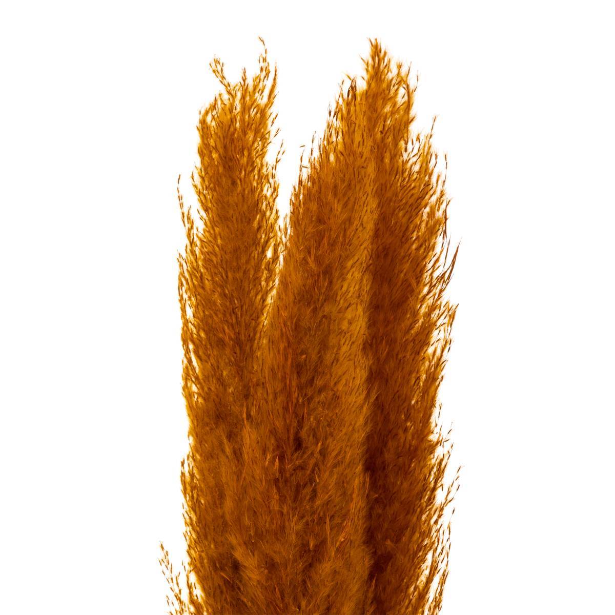 Atmosphera - 3 fleurs séchées "Pampa naturelle" jaune moutarde H110cm - Atmosphera Créateur d'intérieur - Image 3