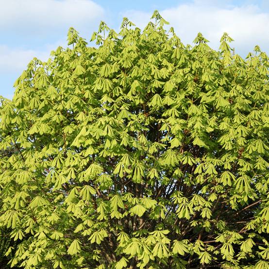 Aesculus hippocastanum Memmingeri - Marronnier commun Pot de 4L/5L