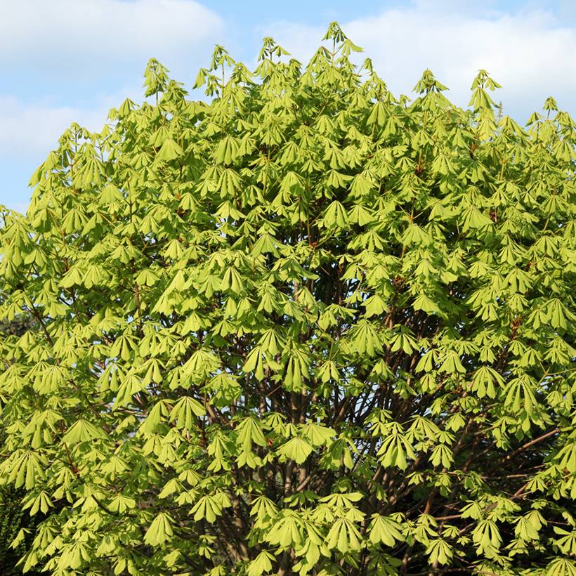 Aesculus hippocastanum Memmingeri - Marronnier commun Pot de 4L/5L