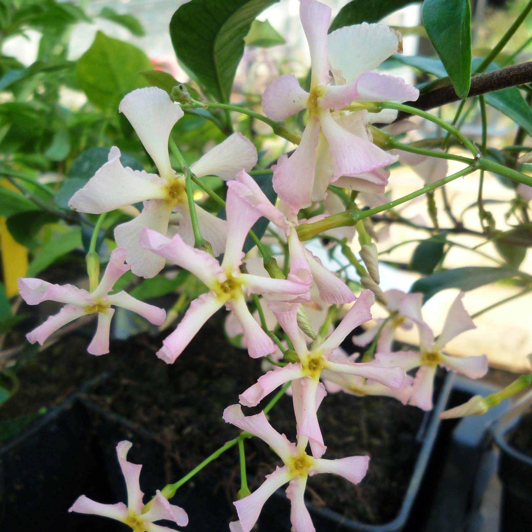 Promesse de Fleurs - Trachelospermum asiaticum Pink Showers - Jasmin étoilé Godet de 8/9 cm