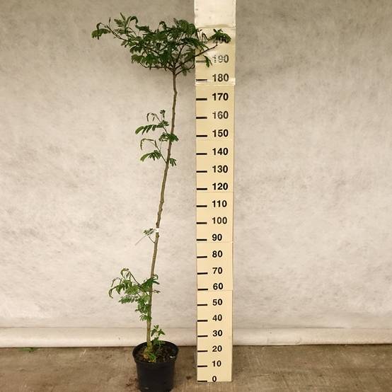 Albizzia Tropical Dream - Arbre à soie Pot de 7,5L/10L - Image 2