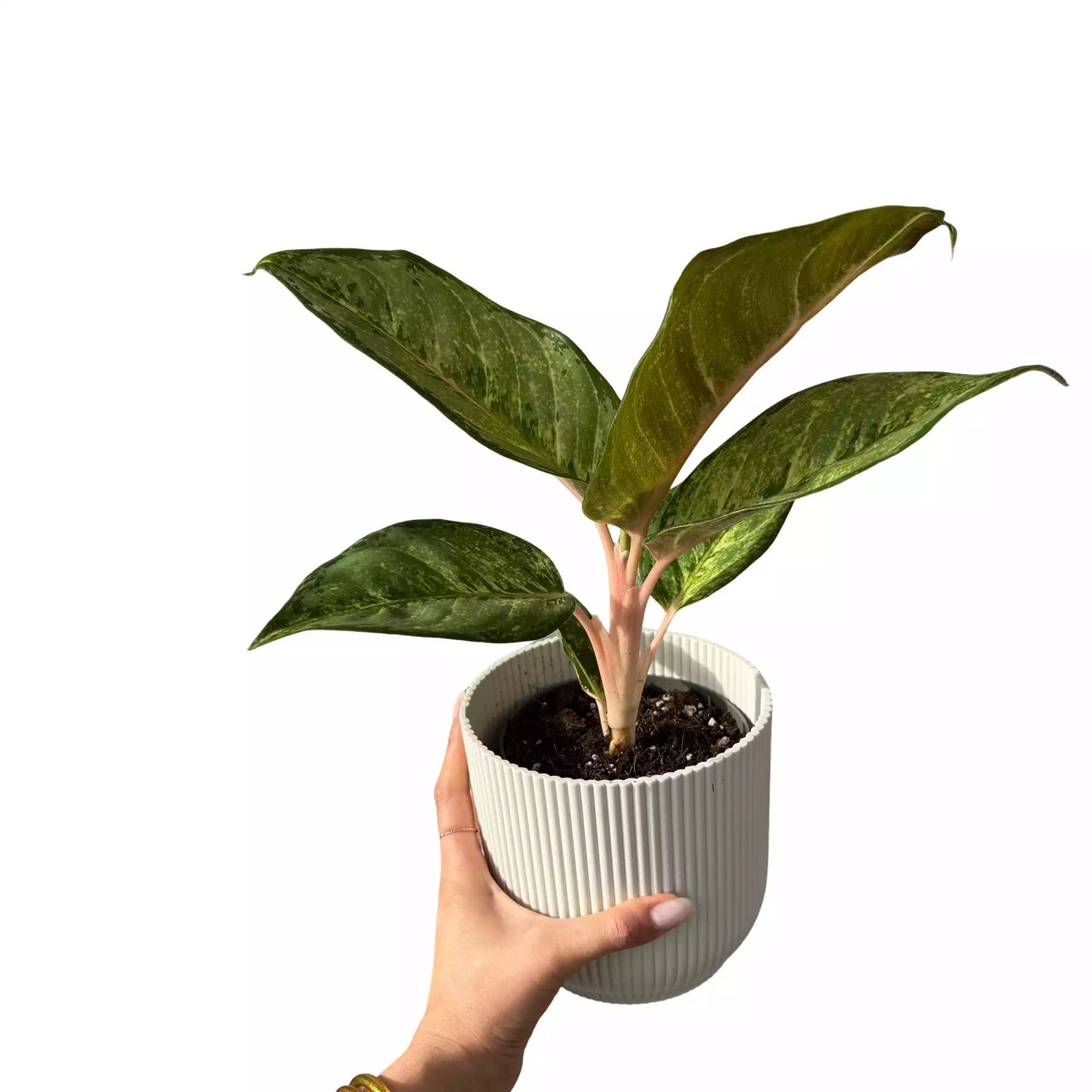Aglaonema Corn Silk - Pot de 12cm - Plantes d'intérieur - Image 2